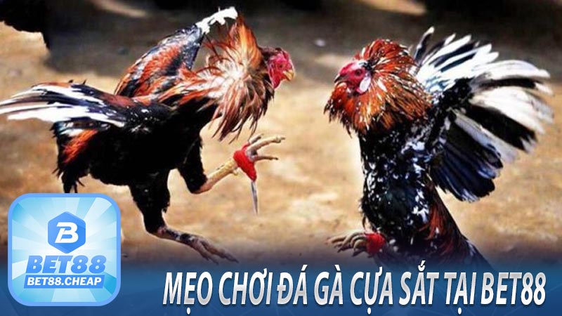 Mẹo chơi đá gà cựa sắt tại bet88